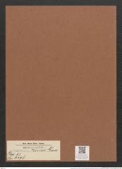 Surirella kurzii Grun. (de-Toni-Nr.: Genus 53, Species 2378) Zeichnungen Sammlung Grunow Mappe 02533 (Herbarium_W_Grunow_drawings_Folder_02533)